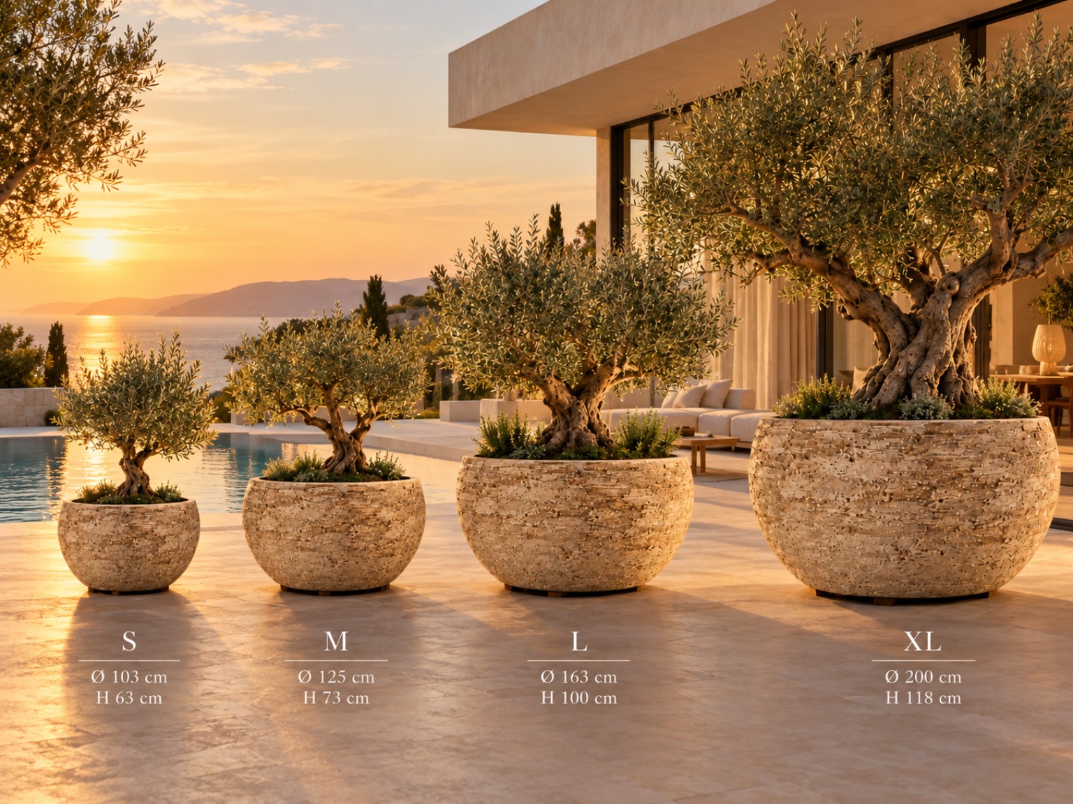 Τέσσερις γλάστρες S, M, L και XL με ελιές και διαστάσεις